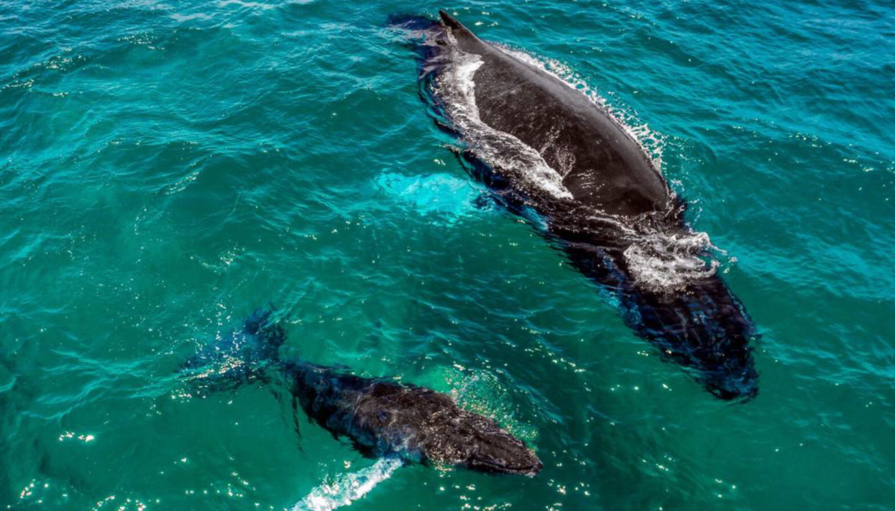 La costa di Pedasi e Tonosi sono santuari per le tartarughe marine.